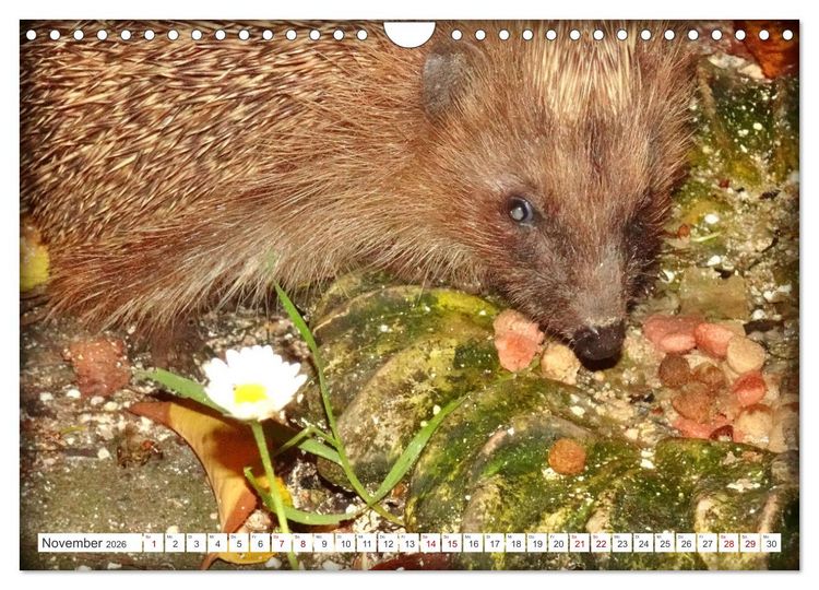 Produktbild: Mein Haus-Igel (Wandkalender 2026 DIN A4 quer), CALVENDO Monatskalender