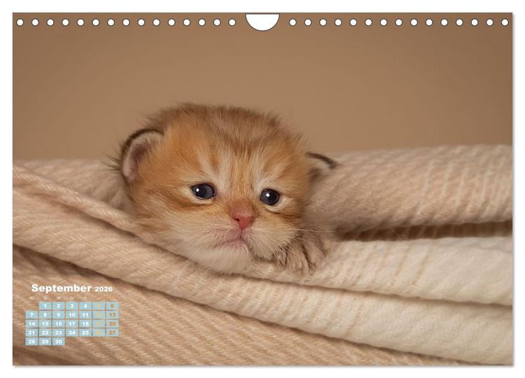 Produktbild: Die Kitten kommen. (Wandkalender 2026 DIN A4 quer), CALVENDO Monatskalender
