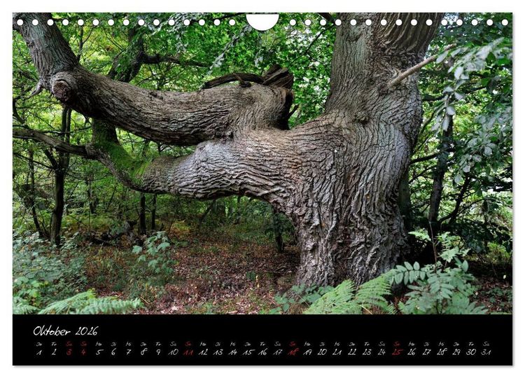 Produktbild: Insel R&uuml;gen - Impressionen (Wandkalender 2026 DIN A4 quer), CALVENDO Monatskalender