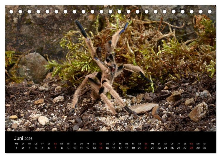 Produktbild: Vogelspinnen - Tarantulas (Tischkalender 2026 DIN A5 quer), CALVENDO Monatskalender