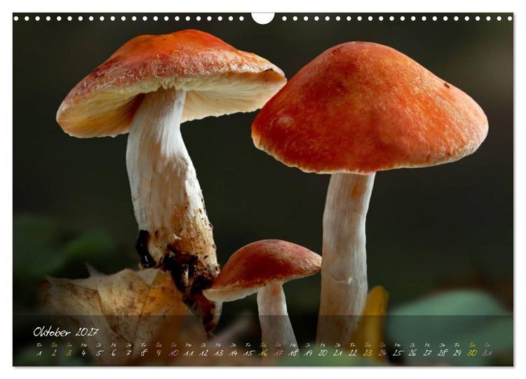 Produktbild: Pilze - die Stars der Waldb&uuml;hne (Wandkalender 2027 DIN A3 quer), CALVENDO Monatskalender
