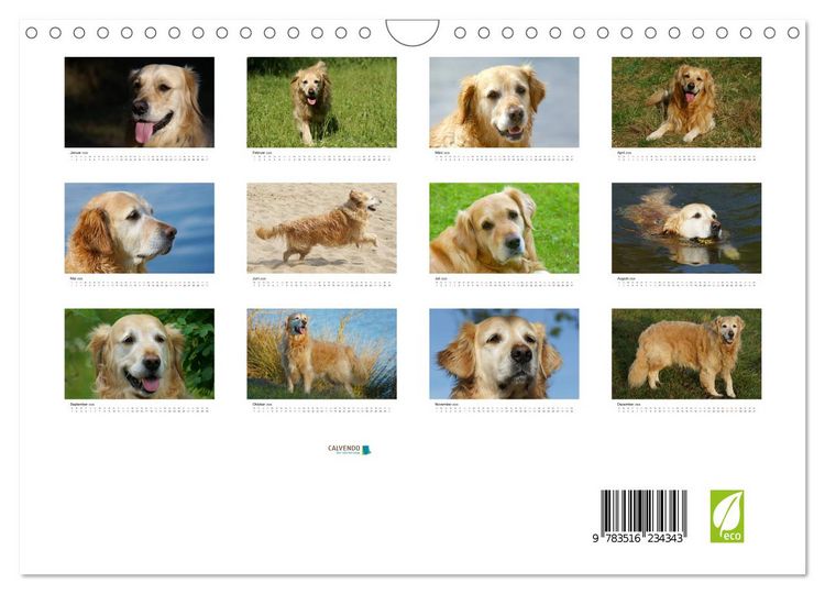 Produktbild: Golden Retriever Power (Wandkalender 2026 DIN A4 quer), CALVENDO Monatskalender