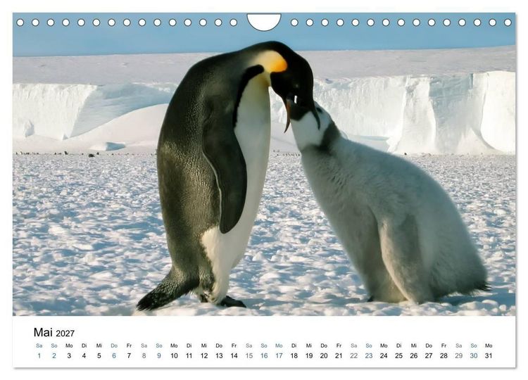Produktbild: Antarktis (Wandkalender 2027 DIN A4 quer), CALVENDO Monatskalender
