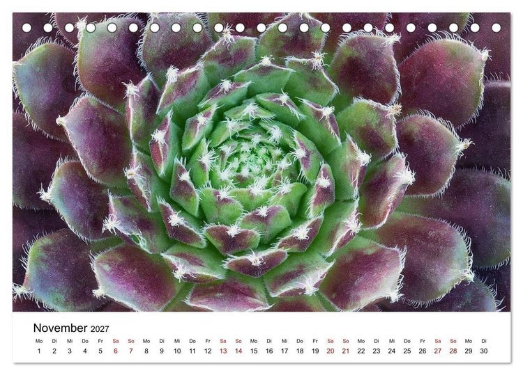 Produktbild: Sukkulenten Galerie (Tischkalender 2027 DIN A5 quer), CALVENDO Monatskalender