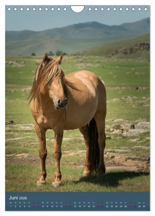 Produktbild: Mongolei - Mensch, Natur und Religion im Einklang (Wandkalender 2026 DIN A4 hoch), CALVENDO Monatskalender