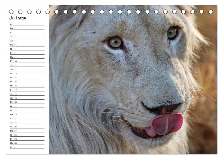Produktbild: LION KING SELFIES L&ouml;wen hautnah (Tischkalender 2026 DIN A5 quer), CALVENDO Monatskalender