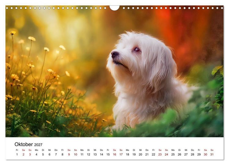 Produktbild: Kleine wei&szlig;e Wunder - ein Jahr mit Maltesern (Wandkalender 2027 DIN A3 quer), CALVENDO Monatskalender