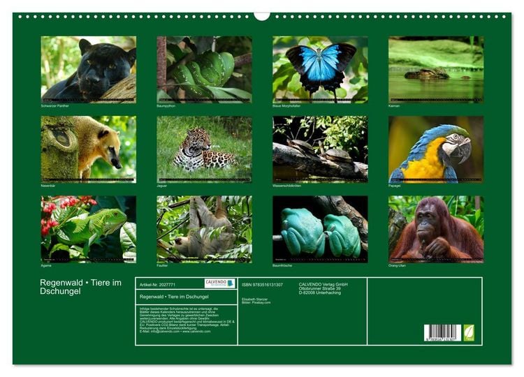 Produktbild: Regenwald &bull; Tiere im Dschungel (Wandkalender 2026 DIN A2 quer), CALVENDO Monatskalender