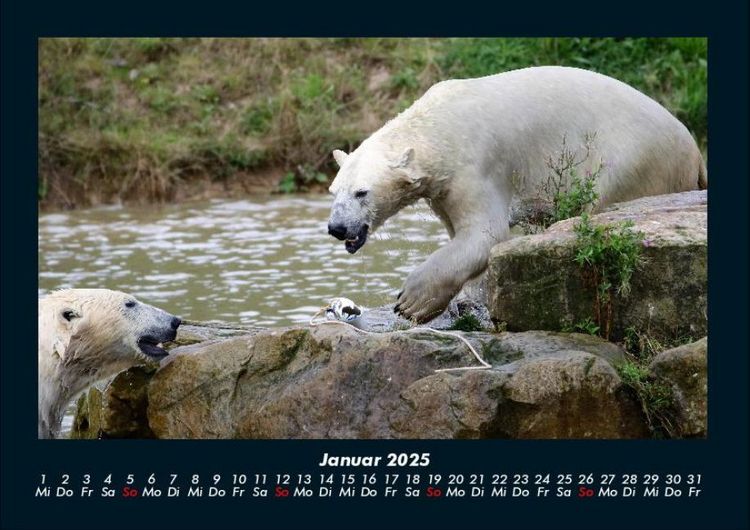 Produktbild: Pinguine & Eisb&auml;ren 2025 Fotokalender DIN A4