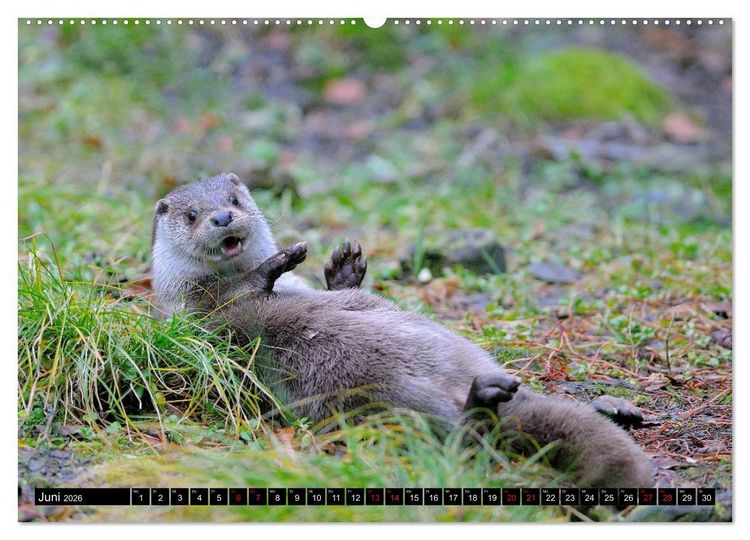 Produktbild: Fischotter, flinke J&auml;ger (Wandkalender 2026 DIN A2 quer), CALVENDO Monatskalender