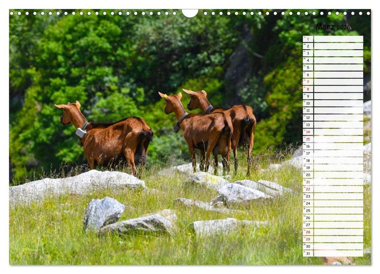 Produktbild: Ziegenfreude (Wandkalender 2026 DIN A3 quer), CALVENDO Monatskalender