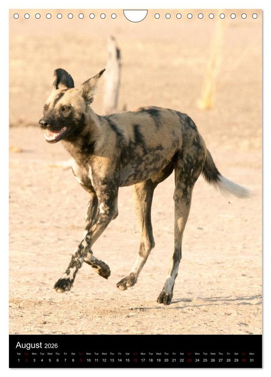 Produktbild: South Luangwa Wildlife (Wall Calendar 2026 DIN A4 portrait), CALVENDO 12 Month Wall Calendar