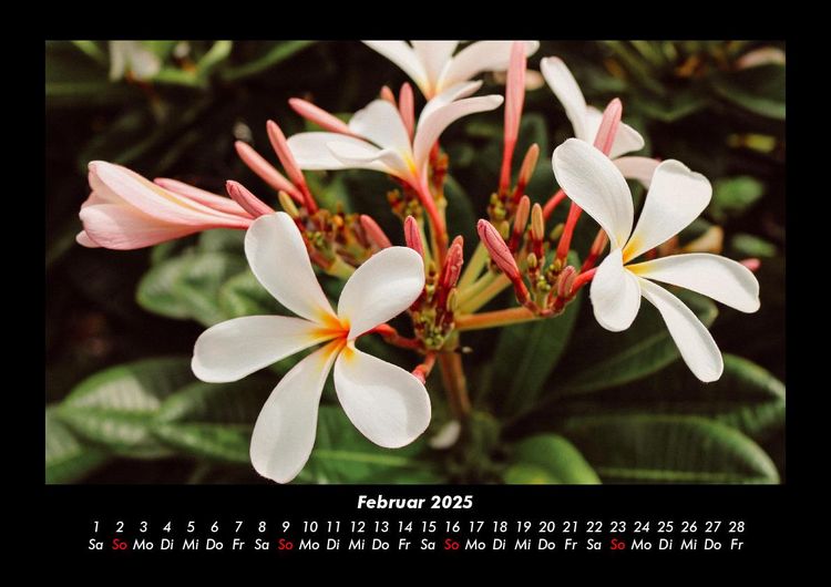 Produktbild: Pflanzen und Bl&uuml;ten 2025 Fotokalender DIN A3