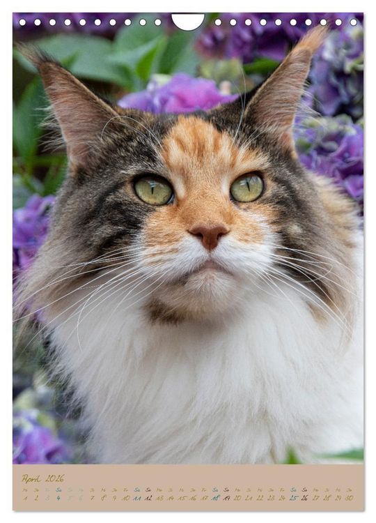 Produktbild: Pl&uuml;schige Katzen im Garten (Wandkalender 2026 DIN A4 hoch), CALVENDO Monatskalender