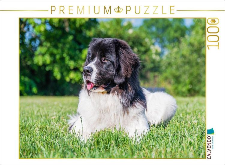 Produktbild: CALVENDO Puzzle Landseer auf der Wiese | 1000 Teile Lege-Gr&ouml;&szlig;e 64x48cm Foto-Puzzle f&uuml;r gl&uuml;ckliche Stunden