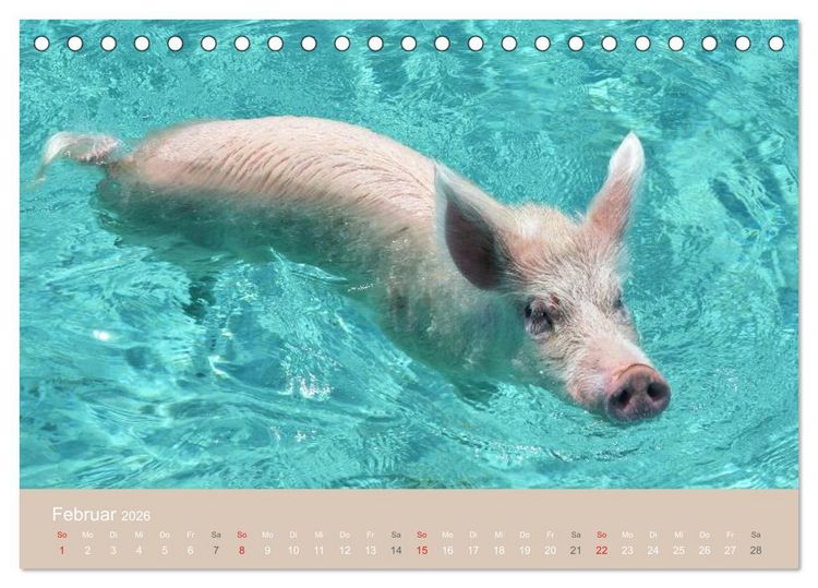 Produktbild: Schwimmende Schweine auf den Bahamas! (Tischkalender 2026 DIN A5 quer), CALVENDO Monatskalender