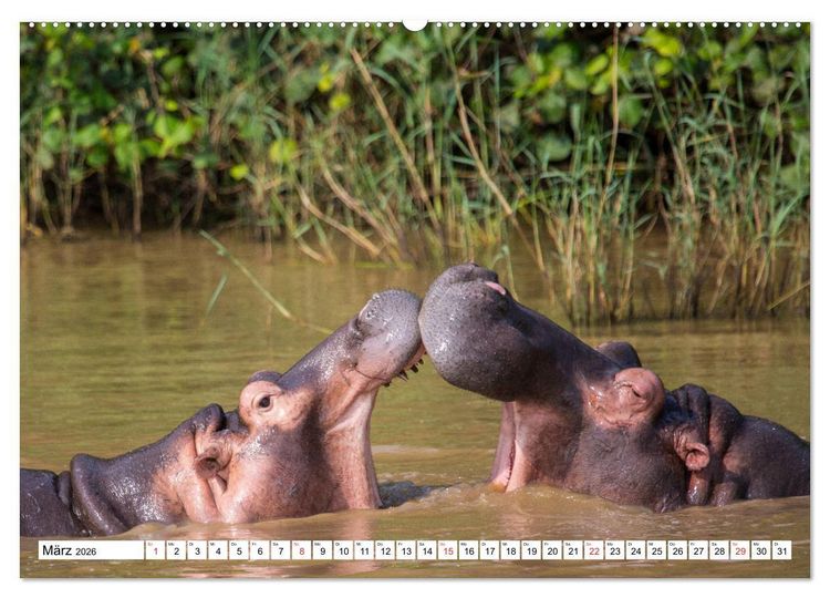 Produktbild: Wunderwelt der Tiere - S&uuml;dafrika (hochwertiger Premium Wandkalender 2026 DIN A2 quer), Kunstdruck in Hochglanz