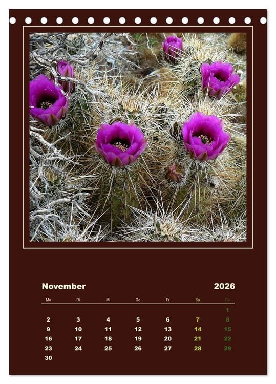 Produktbild: Wilde Kakteen Amerikas (Tischkalender 2026 DIN A5 hoch), CALVENDO Monatskalender