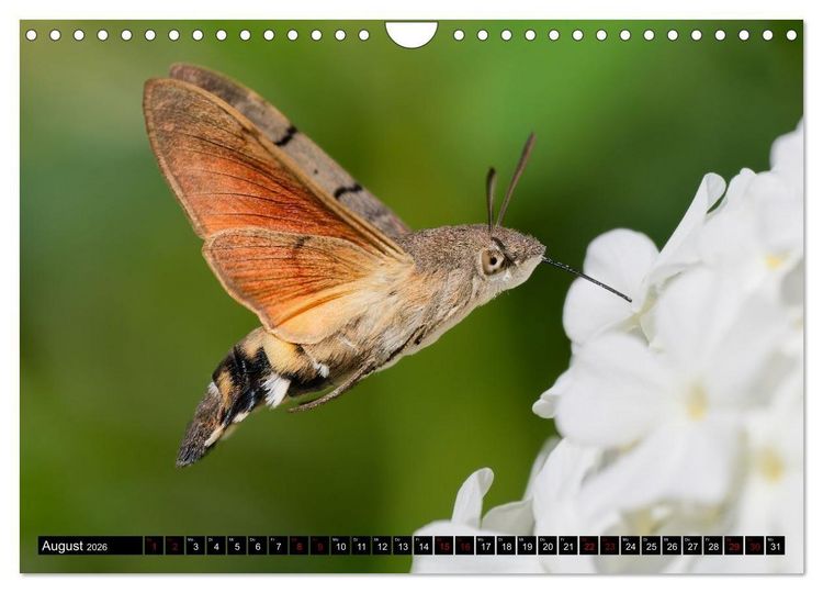 Produktbild: Wildtiere des Paderborner Landes (Wandkalender 2026 DIN A4 quer), CALVENDO Monatskalender