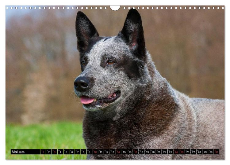 Produktbild: Power auf 4 Pfoten. Australian Cattle Dog (Wandkalender 2026 DIN A3 quer), CALVENDO Monatskalender