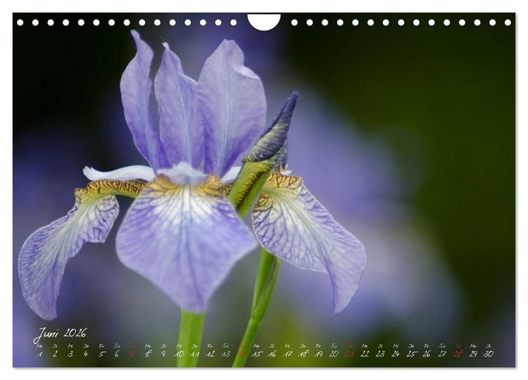 Produktbild: Bl&uuml;tenzauber in meinem Garten (Wandkalender 2026 DIN A4 quer), CALVENDO Monatskalender