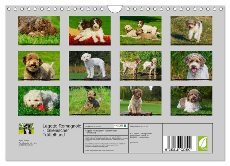 Produktbild: Lagotto Romagnolo - Italienischer Tr&uuml;ffelhund (Wandkalender 2026 DIN A4 quer), CALVENDO Monatskalender