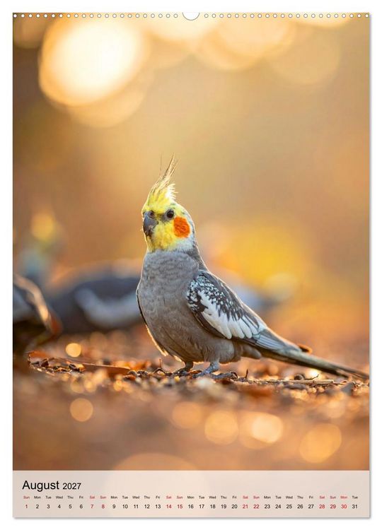 Produktbild: Cockatiel Dreams (Wall Calendar 2027 DIN A2 portrait), CALVENDO 12 Month Wall Calendar