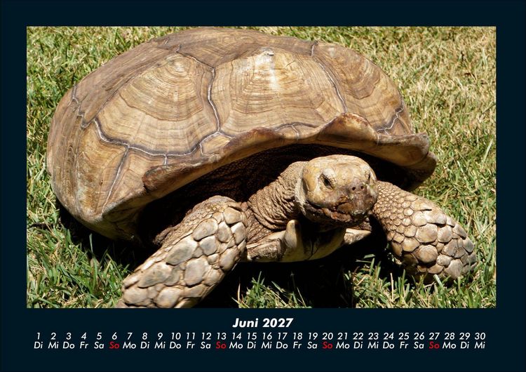 Produktbild: Schildkr&ouml;tenzauber 2027 Fotokalender DIN A4