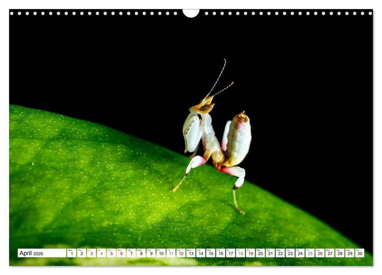 Produktbild: Queens of the Insect World (Wall Calendar 2026 DIN A3 landscape), CALVENDO 12 Month Wall Calendar