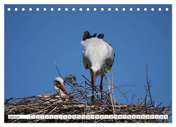 Produktbild: Heimische Tiere (Tischkalender 2026 DIN A5 quer), CALVENDO Monatskalender