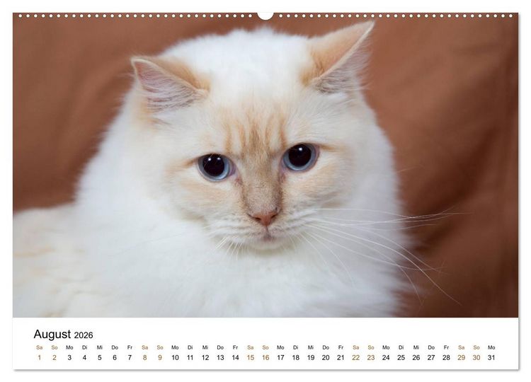Produktbild: Ragdolls (Wandkalender 2026 DIN A2 quer), CALVENDO Monatskalender