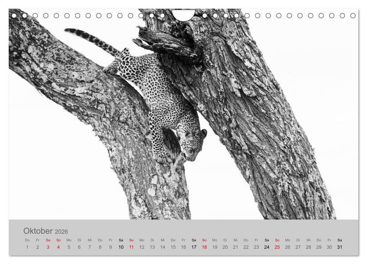 Produktbild: Die Seelen der wilden Tiere (Wandkalender 2026 DIN A4 quer), CALVENDO Monatskalender
