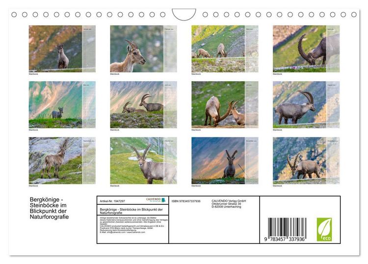 Produktbild: Bergk&ouml;nige - Steinb&ouml;cke im Blickpunkt der Naturforografie (Wandkalender 2026 DIN A4 quer), CALVENDO Monatskalender