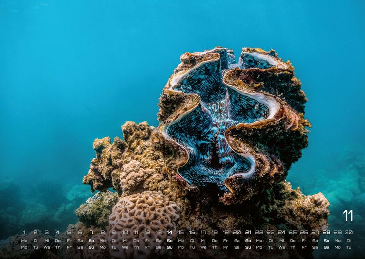 Produktbild: Sealife - verborgene Tiefen - 2027 - Kalender DIN A3