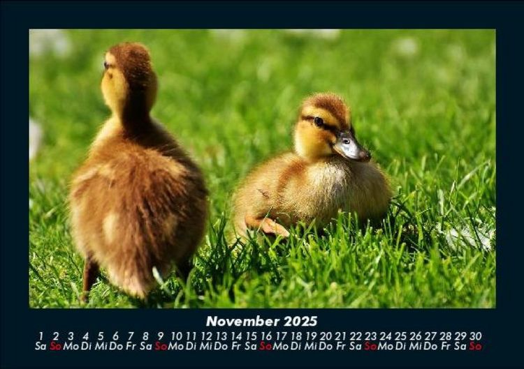 Produktbild: Enten 2025 Fotokalender DIN A5