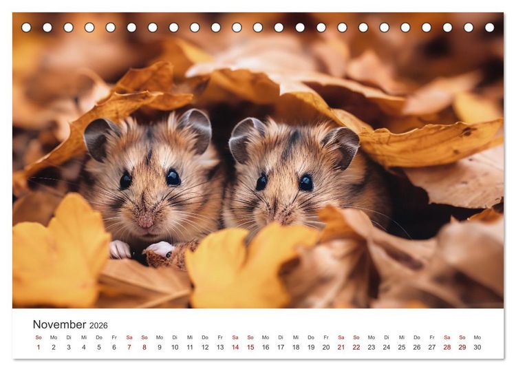 Produktbild: Wild und flauschig - Hamster - Abenteuer in freier Natur (Tischkalender 2026 DIN A5 quer), CALVENDO Monatskalender