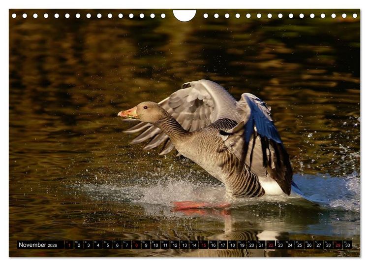 Produktbild: Flugk&uuml;nstler unter unserem Himmel - Spektakul&auml;re Aufnahmen von Uhu,Kr&auml;he,Graugans und Co (Wandkalender 2026 DIN A4 quer), CALVENDO Monatskalender