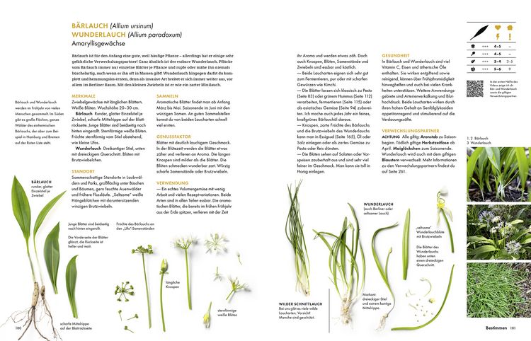 Produktbild: Wildkräuter – Bestimmen, Sammeln, Zubereiten