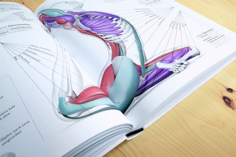 Produktbild: Yoga verstehen - Die Anatomie der Yoga-Haltungen