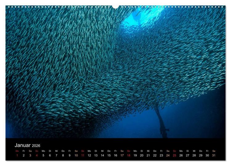 Produktbild: Fischschw&auml;rme (Wandkalender 2026 DIN A2 quer), CALVENDO Monatskalender
