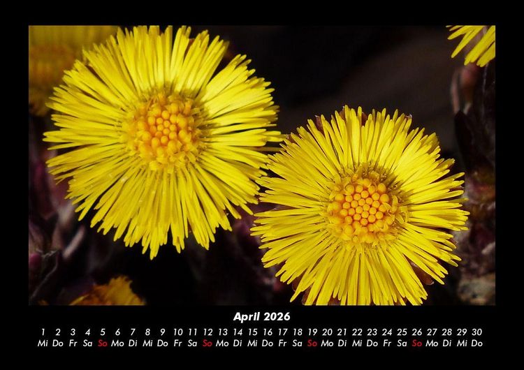 Produktbild: Blumenkalender 2026 Fotokalender DIN A3