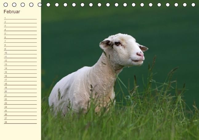 Produktbild: Der wollige Geburtstagskalender (Tischkalender immerw&auml;hrend DIN A5 quer)