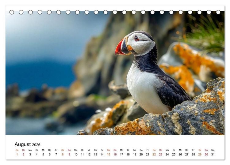 Produktbild: Papageitaucher - Freche Komiker auf Fels und Welle (Tischkalender 2026 DIN A5 quer), CALVENDO Monatskalender