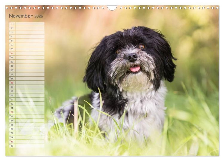 Produktbild: Spa&szlig; mit Havanesern (Wandkalender 2026 DIN A3 quer), CALVENDO Monatskalender