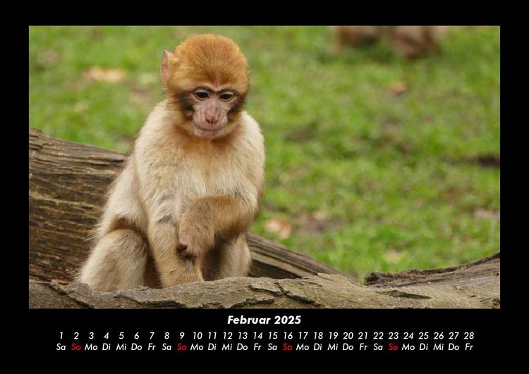 Produktbild: Affen 2025 Fotokalender DIN A3