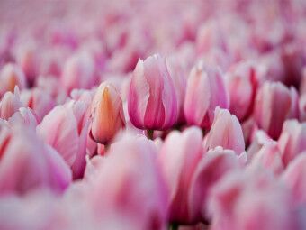 Produktbild: CALVENDO Puzzle Rosa Tulpen in Julianadorp | 1000 Teile Lege-Gr&ouml;&szlig;e 64x48cm Foto-Puzzle f&uuml;r gl&uuml;ckliche Stunden