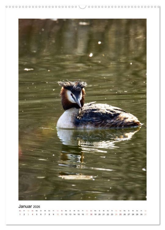 Produktbild: Mein Steinertsee (hochwertiger Premium Wandkalender 2026 DIN A2 hoch), Kunstdruck in Hochglanz