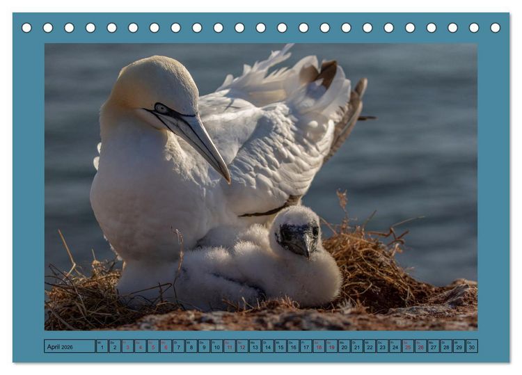Produktbild: Helgoland und seine Basst&ouml;lpel (Tischkalender 2026 DIN A5 quer), CALVENDO Monatskalender
