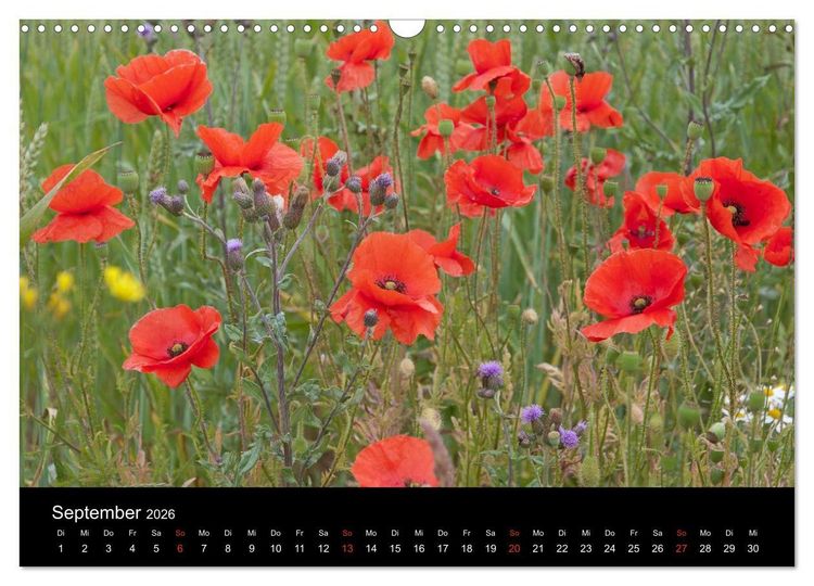 Produktbild: S&uuml;dschweden (Wandkalender 2026 DIN A3 quer), CALVENDO Monatskalender