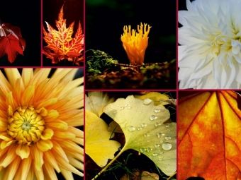 Produktbild: CALVENDO Puzzle Ein Motiv aus dem Kalender Florales zu jeder Jahreszeit | 1000 Teile Lege-Gr&ouml;&szlig;e 64x48cm Foto-Puzzle f&uuml;r gl&uuml;ckliche Stunden